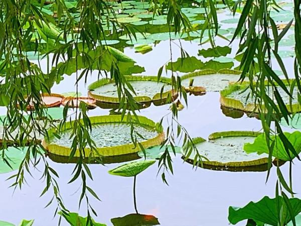 兩次圓明園之旅&mdash;&mdash;不同的心境、相同的感懷