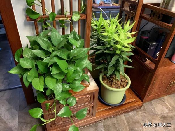 俗話說:“花旺人不旺”,你知道是什麼意思? 俗話說:“花旺人不旺”,你知道是什麼意思?