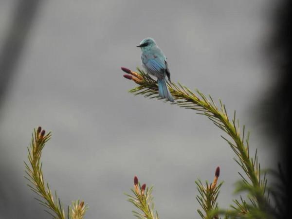 四川“最美巡護員”黃豪:參與9只大熊貓放歸監測 為“滾滾”守護家園 四川“最美巡護員”黃豪:參與9只大熊貓放歸監測 為“滾滾”守護家園