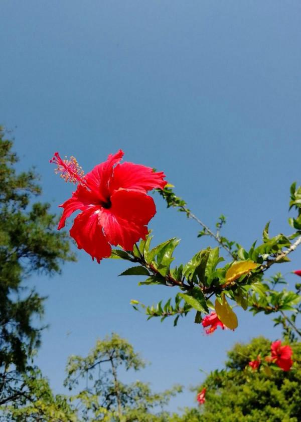 北海散記之花卉篇（下）