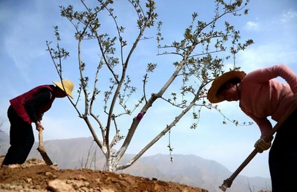 冬季園林綠化養護重點