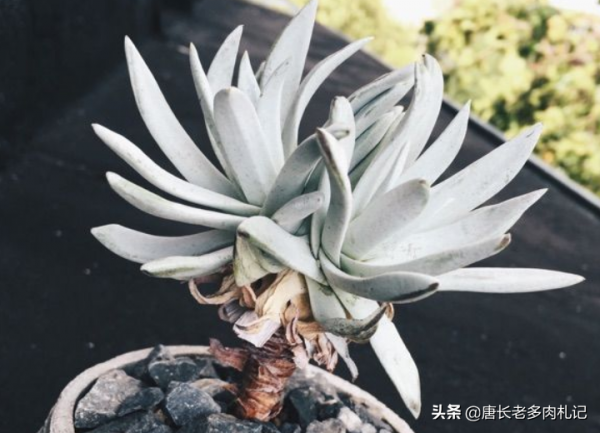 說不易養死的多肉仙女杯，御劍可佔一席之地，咋折騰它都很難掛掉