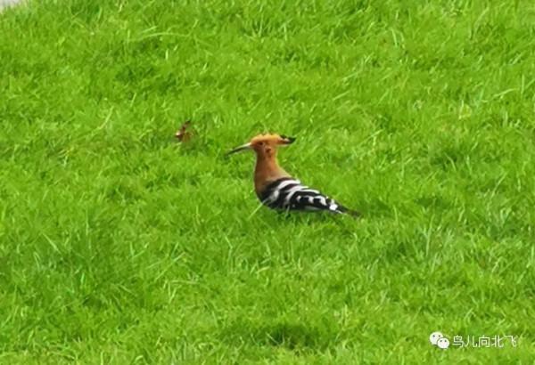 牆是人的邊界，與鳥何干