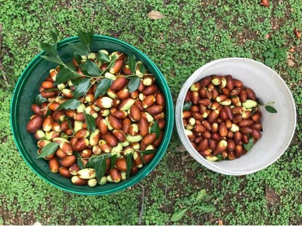 豐收的季節,京郊遊玩樂採摘 豐收的季節,京郊遊玩樂採摘