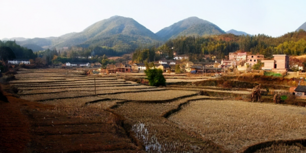 有一種人，在異鄉定居多年，仍然盼望回到家鄉