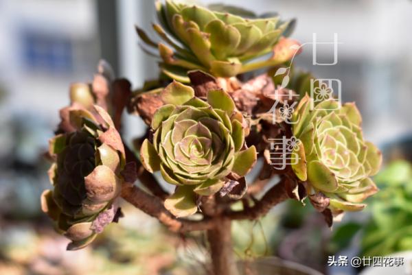 秋天養多肉,運用3要素合理虐養,適當“進補”,養出果凍小胖墩 秋天養多肉,運用3要素合理虐養,適當“進補”,養出果凍小胖墩