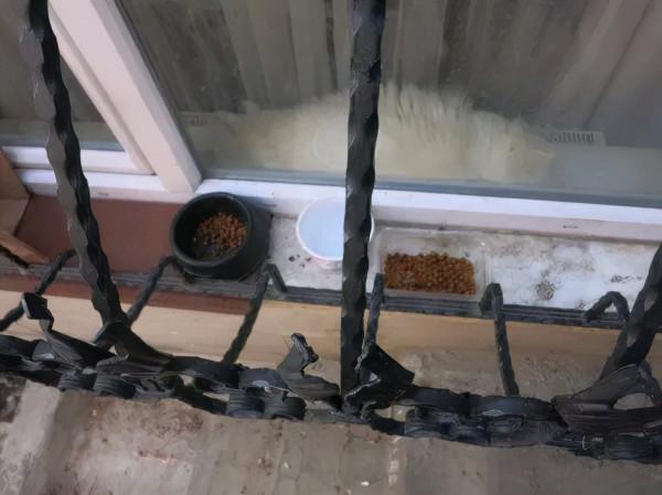 土耳其一隻流浪狗火了，它每天搭地鐵去旅行，網友贊爆