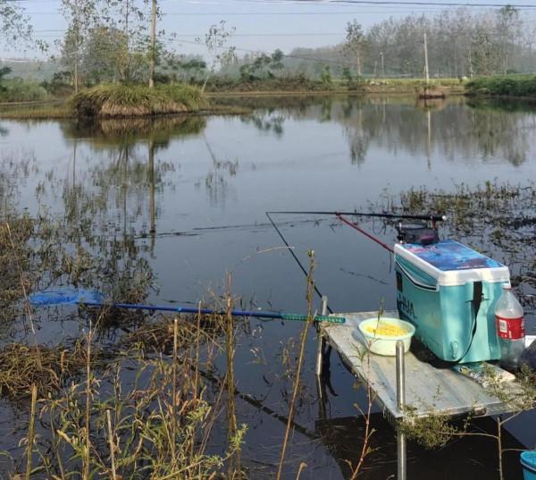 今天和大家分享一下釣鰱庸的事 今天和大家分享一下釣鰱庸的事