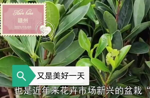 爺爺說這種植物被稱為植物界的大熊貓，一年四季開花不斷