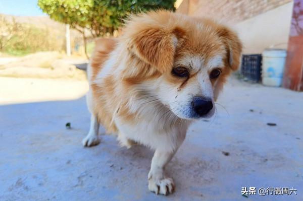 8旬農村大爺養只小狗3條腿，看家護院有本領，看長啥樣