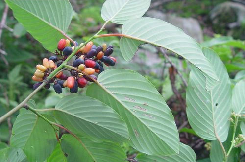 農村18種美味野果,你吃過幾種?能說出名字嗎?一起來認識下 農村18種美味野果,你吃過幾種?能說出名字嗎?一起來認識下