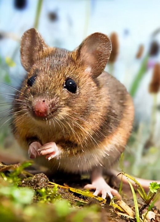 新疆石貂，性格兇猛，可愛小精靈