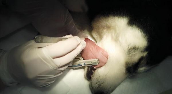 哈士奇追著蜜蜂咬，隔了會主人覺得不太對：你怎麼又搞事情了？