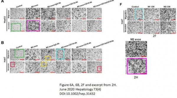 南京醫科大學第一附屬醫院的高分論文因大量細胞圖片重複遭質疑