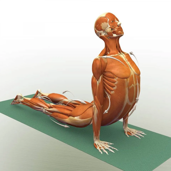 練瑜伽，這些解剖常識你要知道（附28個常見體式解剖圖）