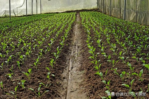 小白菜追肥用什麼肥料好，這種肥料葉面噴施一次，葉片濃綠病害少