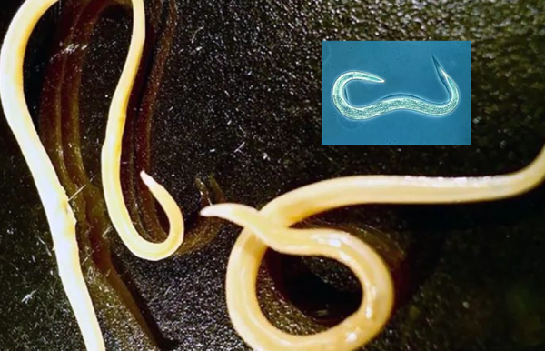 潘多拉魔盒已開啟？科學家復活4&period;6萬年前活線蟲：一醒來就繁衍