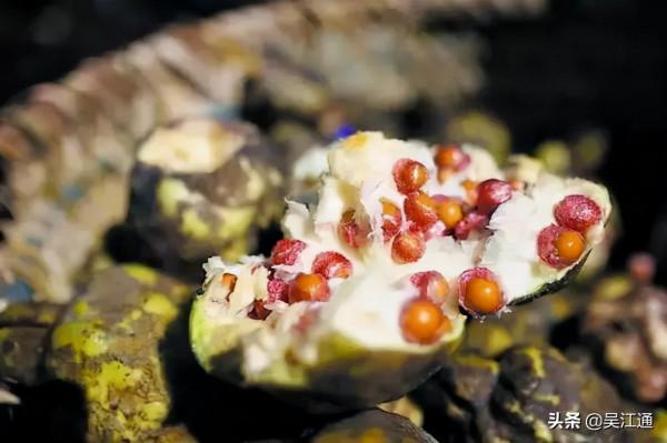 同裡雞頭米好吃有何秘訣？