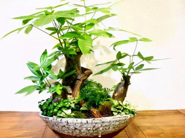 這5種盆栽植物掌握特性真的很好養:“人越懶花越旺” 這5種盆栽植物掌握特性真的很好養:“人越懶花越旺”