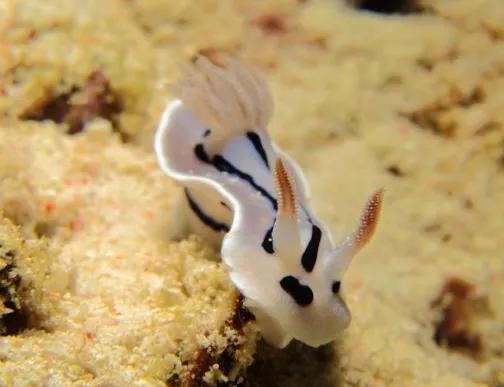 可愛呆萌的海兔，美出天際的海兔——海兔大全