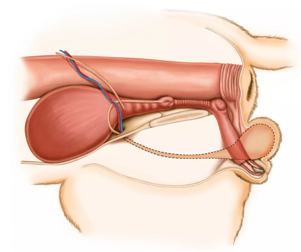活貓能被尿憋死？還真有可能……