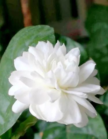 茉莉花中的佼佼者 虎頭茉莉