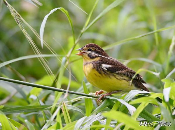湖邊，這隻黃胸鵐正吃著野生稻種子