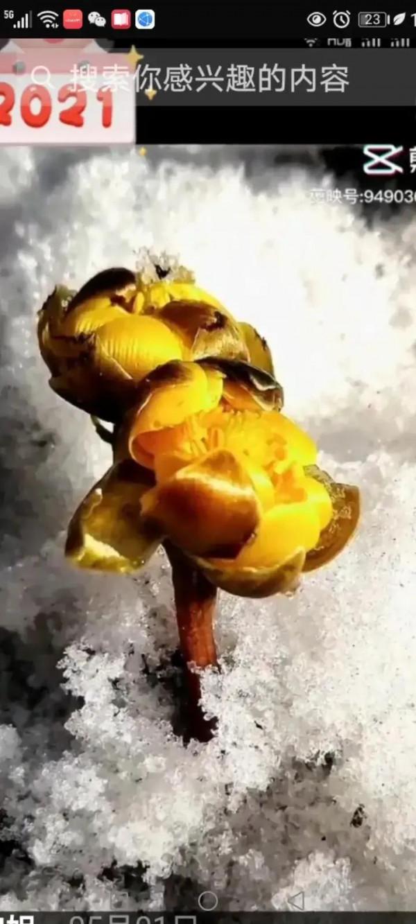 冒險王一王相軍 冒險王一王相軍