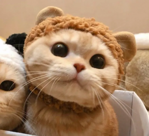 萌寵系列頭像「貓咪情頭」