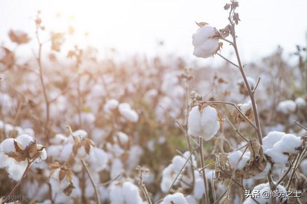 新疆農民收入高於城裡人，這一說法對嗎？聽我來給你分析