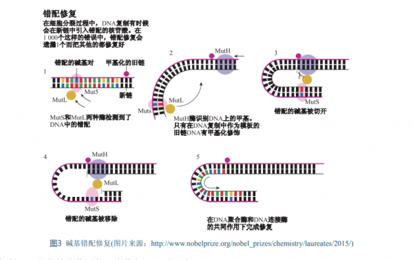 諾貝爾化學獎鍾情於基因組DNA“修理工” 諾貝爾化學獎鍾情於基因組DNA“修理工”