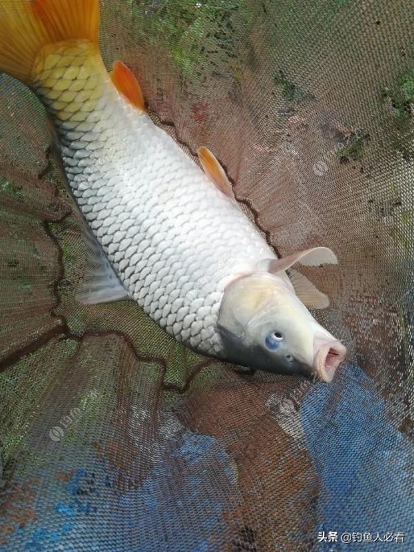 中秋佳節,如何作釣不空軍 中秋佳節,如何作釣不空軍