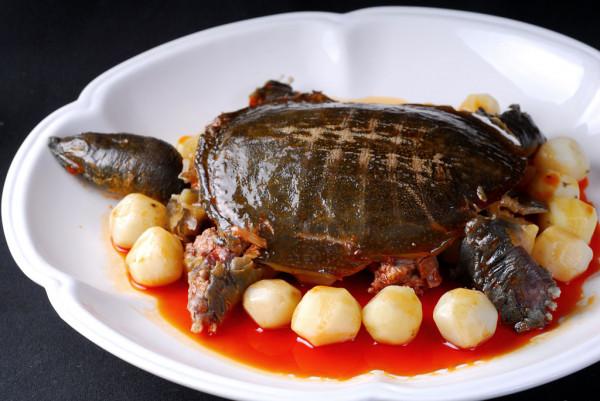 姚志剛:不到兩萬元入行,養龜鱉絕地翻身,年賣甲魚達千萬元 姚志剛:不到兩萬元入行,養龜鱉絕地翻身,年賣甲魚達千萬元