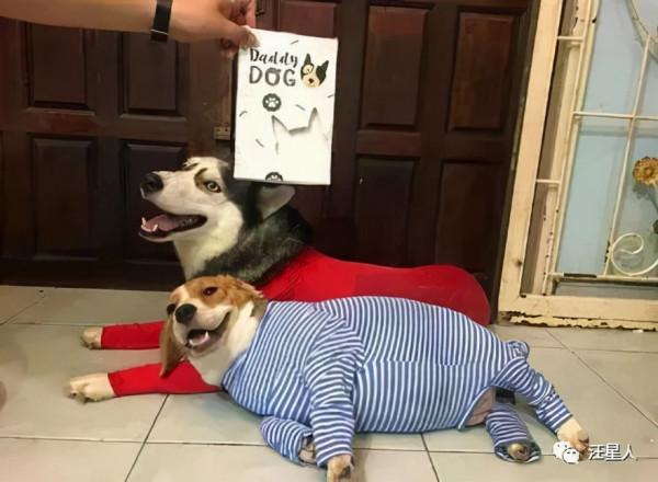 哈士奇和比格生下孩子，結果看到小狗子的長相後，二哈抑鬱