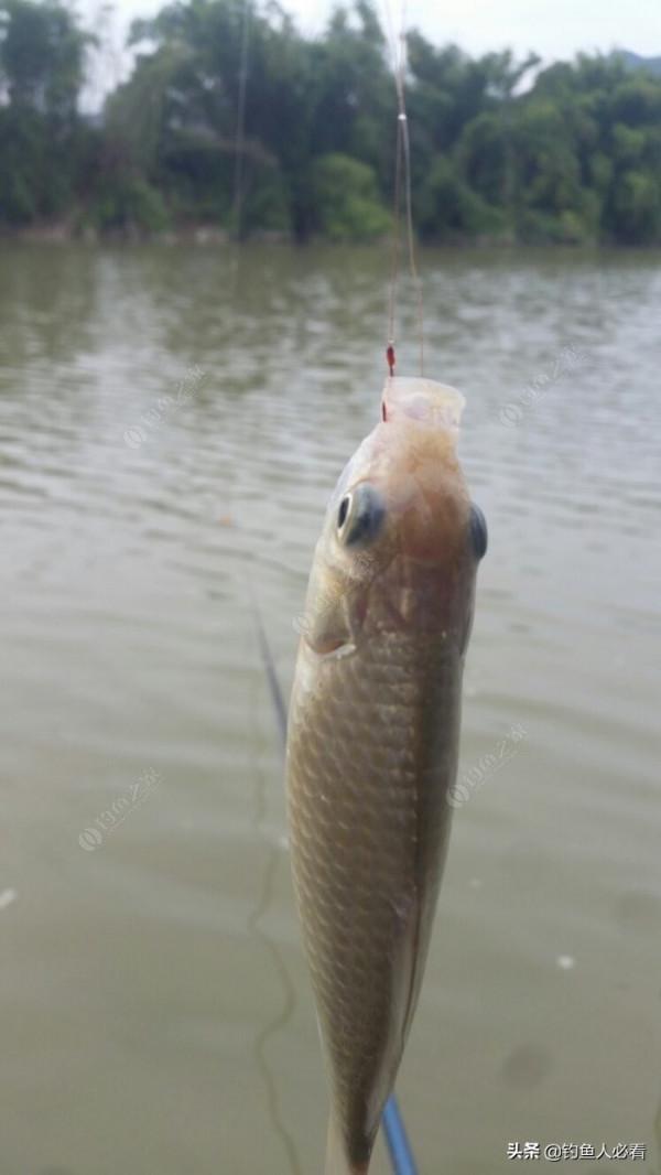 野釣搞遊擊，第一竿中魚，驚喜又刺激