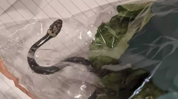 華人小心!最近澳洲超市的葡萄可能致命,吃前必須仔細檢查 華人小心!最近澳洲超市的葡萄可能致命,吃前必須仔細檢查