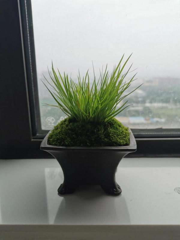 吸水樹脂安排兩隻烏龜冬眠 吸水樹脂安排兩隻烏龜冬眠