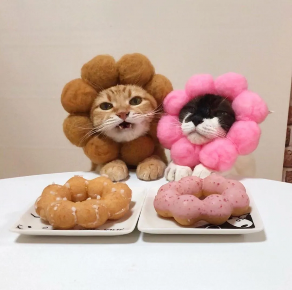 日本一鏟屎官把貓咪打扮成食物！網友：太可愛了！忍不住想吃掉