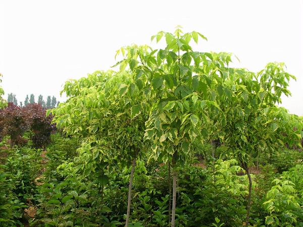 北方彩葉樹種金葉複葉槭 北方彩葉樹種金葉複葉槭