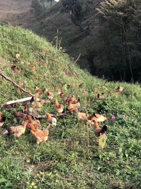 “EM菌自產劑”的用途與如何用於養殖