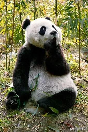 中國的國寶&mdash;&mdash;熊貓
