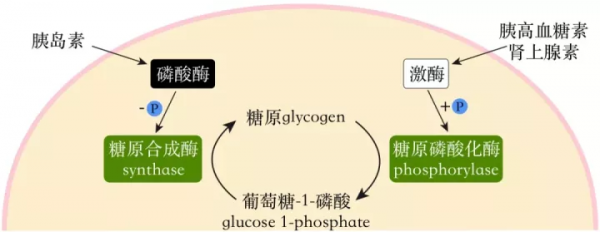 重磅長文｜千禧年諾獎得主Paul Greengard與神經訊號傳遞（三）