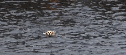 這隻貓天天和貓頭鷹幹架,卻打出了一段黑白配神仙友情 這隻貓天天和貓頭鷹幹架,卻打出了一段黑白配神仙友情
