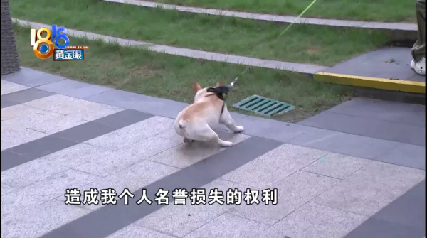 法鬥犬疑似被小區燈柱電傷，物業回應：沒有漏電