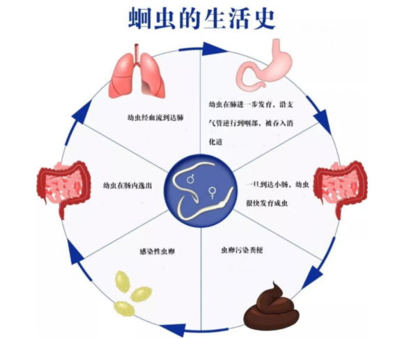 ​幾十年前男女老少體內，幾乎都長蛟蛕，為何現今很少聽說了？