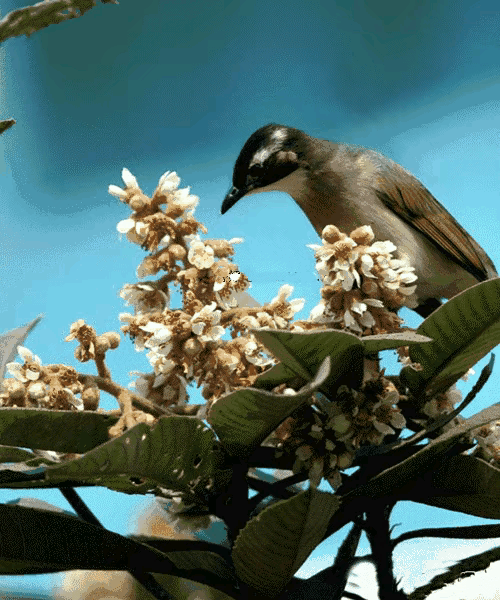 會動的鳥兒圖欣賞