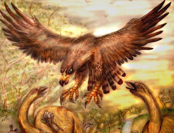 體型大比較好還是體型小比較好?哈斯特巨鷹與赤腹鷹告訴你答案 體型大比較好還是體型小比較好?哈斯特巨鷹與赤腹鷹告訴你答案