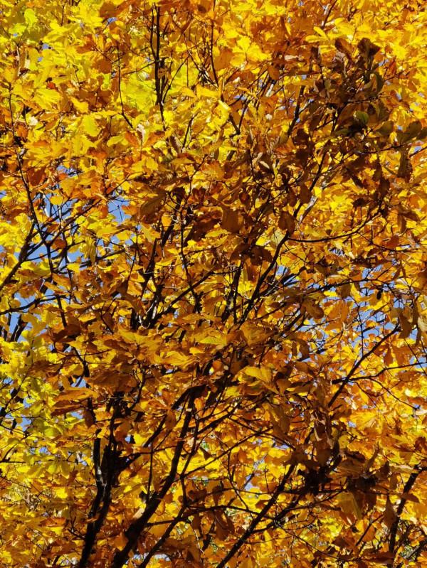 北京懷柔喇叭溝門原始森林遊記