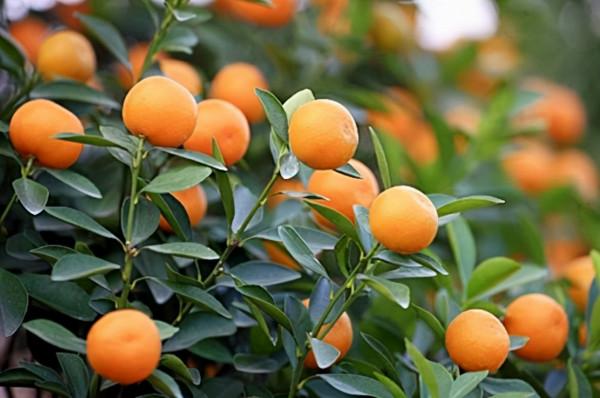 常吃金橘的好處有哪些？很多人或許並不瞭解，轉發給家人
