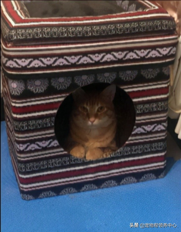 橘貓超級警惕,主人一著急竟直接抱著貓砂盆去醫院,搞笑又心酸 橘貓超級警惕,主人一著急竟直接抱著貓砂盆去醫院,搞笑又心酸